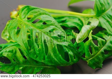 The Sprout Of Monstera Munky On A Black Background.