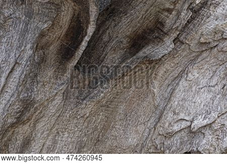 Close Up View Of Large Piece Of Dried Wood