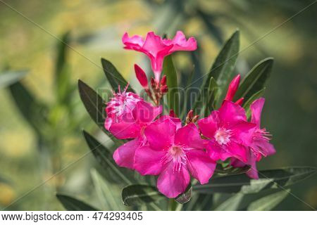 The Garden With Blooming Plant Oleander. Close Up Soft Pink Sweet Oleander Flower Or Rose Bay ( Frag