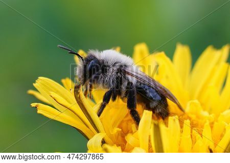 Natural Colorful Close-up On A Female Grey-backed Mining Bee, Andrena Vaga, Sitting On A Yellow Dand
