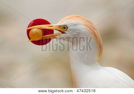 Cattle Egret head with a soother in its beak