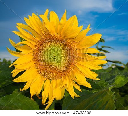 Single sunflower On A Blue Cloudy Sky