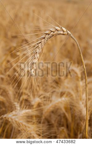 Wheat