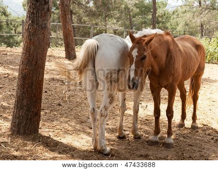 Two Horses Sharing A Moment