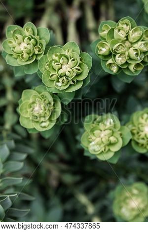 Rosetta Stonecrop, Or Sedum Rosetta. Close-up Photo Of Its Small Green Leaves.