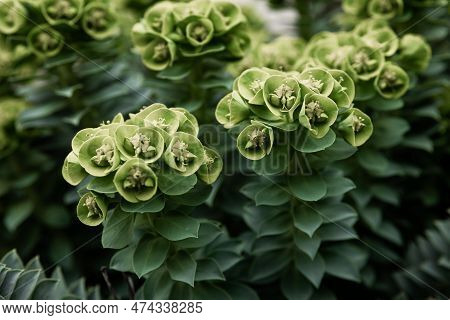 Rosetta Stonecrop, Or Sedum Rosetta. Close-up Photo Of Its Small Green Leaves.