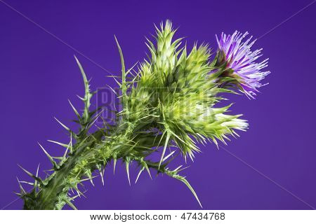 Distel