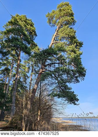 High Pine Forest Near The Kisezers Lake In The Mezaparks District, Quiet And Forest Area Of Riga, Ca