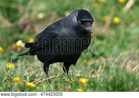 Jackdaws Are Two Species Of Bird In The Genus Coloeus Closely Related To, But Generally Smaller Than