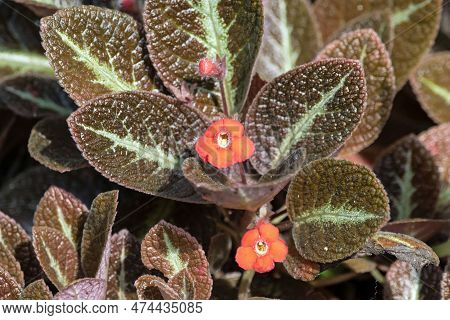 Flower Of A Flame Violet, Episcia Cupreata