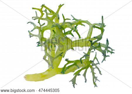 Eucheuma Cottoni Seaweed Isolated On White Background