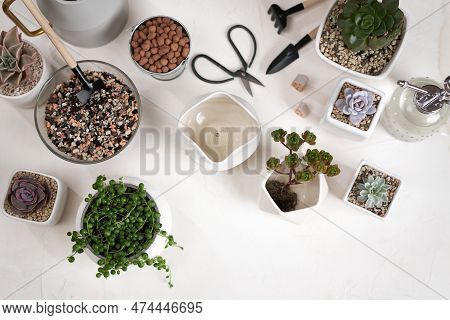 Echeveria, Aeonium And Senecio Rowley House Potted Plants On A Table Indoors