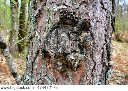 Close Up Of The Fungus Inonotus Obliquus Erupting From The Trunk Of A Pine Tree, Also Known As Chaga