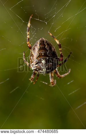 Spider Araneus Diadematus With A Cross On Its Back On A Web Against A Tree Background.