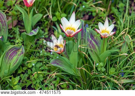 Close Up Shot Of A Group Of Rosy Red With White Margins On The Outside, Snow-white Tulip On The Insi