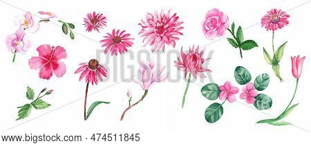 Big Watercolor Set Of Pink Flowers. Wild, Exotic, Garden, Tree, Home Flowers, Herbs. Hand Drawn Bota
