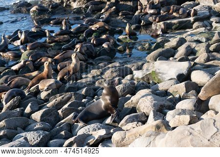 Many Sealion In Wildlife At Ocean. California Sealion In Wildlife Nature. Photo Of Sealion