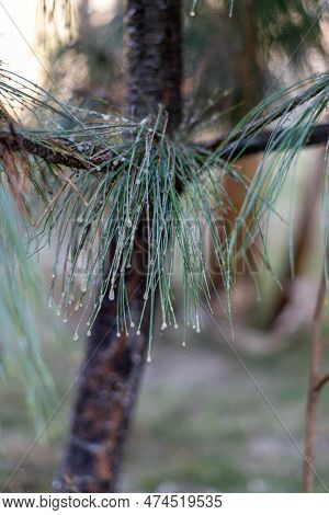 Sap Sucking Insects Attack On Pine Tree