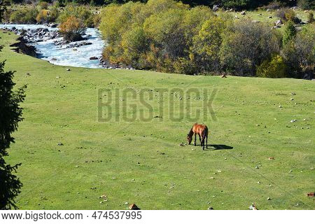 Horse Grazing On A Meadow Nearby River At The Foot Of Tian-shan Mountains. Grigorievskoe Gorge, Issy
