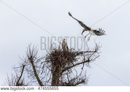 White Stork, Ciconia Ciconia On The Nest In Oettingen, Swabia, Bavaria, Germany In Europe