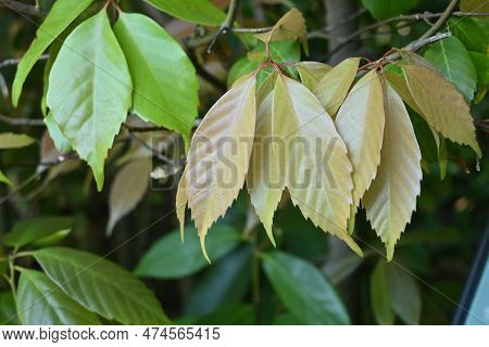 Ring-cup Oak ( Quercus Glauca ) Leaves. Used For Garden Trees And Hedges. Ripens In Autumn On Acorn-