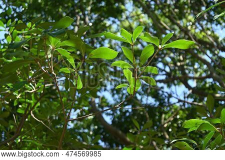 Japanese Ternstroemia ( Ternstroemia Gymnanthera ) Hedges. Pentaphylacaceae Dioecious Evergreen Tree