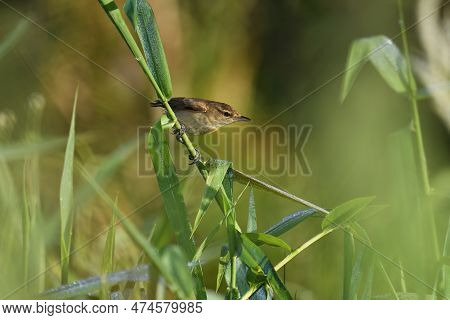 A Slightly Damp Adult Australian Reed-warbler -acrocephalus Australis- Bird With Missing Tail Feathe