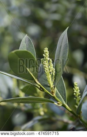 Laurel Cherry Flower Buds In The Spring