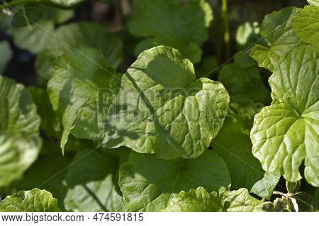 Caucasian Pennycress Leaves In Thw Garden In Spring