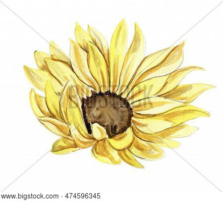 Sunflower, Watercolor Flower. Hand Drawn Illustration Isolated On White. Summer Yellow Garden. Desig