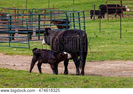 Momma Cow Nursing Calf. Black Hereford Cows
