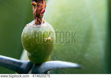 A Green Fruit Of Myrtillocactus Geometrizans With Spines