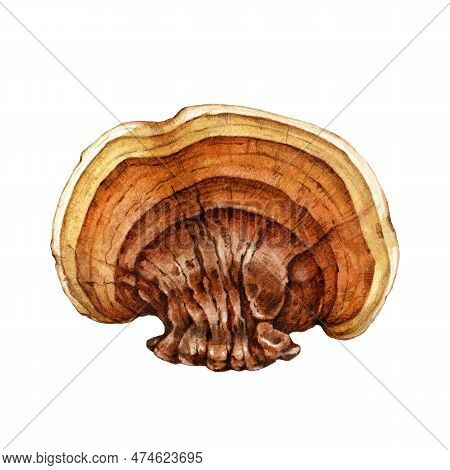 Reishi Mushroom Watercolor Illustration. Hand Drawn Ganoderma Linghzhi Fungi. Painted Medicinal Mush