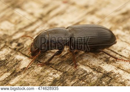Natural Detailed Closeup On A Dark Ground Beetle, Acinopus Picipes Sitting On Wood