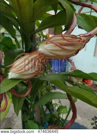 Closeup Of Beautiful Indian Night Blooming White Color Brahma Kamala Flower In A Plant.