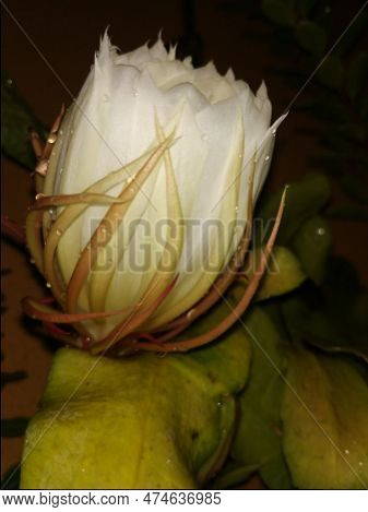 Closeup Of Beautiful Indian Night Blooming White Color Brahma Kamala Flower In A Plant.