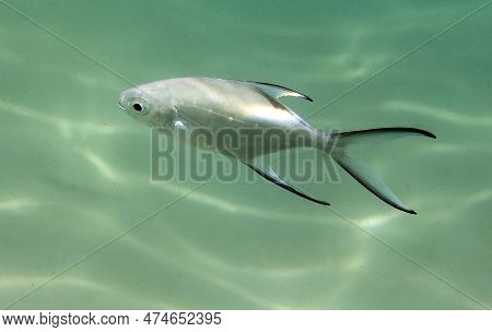 A Photo Of Carangoides  Tropical Fish