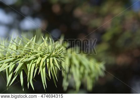 Taiwan Coffin Fir Branch In The Spring