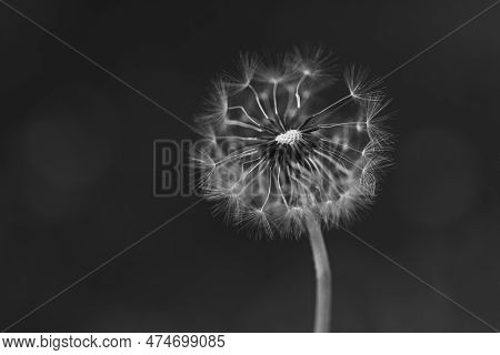 Black And White Vertical Closeup Of A Common Dandelion Blowgun Ball With Lsus Fluffy Seeds To Blow A