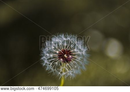 Black And White Vertical Closeup Of A Common Dandelion Blowgun Ball With Lsus Fluffy Seeds To Blow A