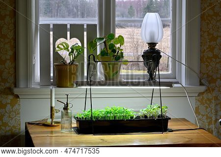 Pre Cultivating Small Tomato Plants To Plant I Greenhouse