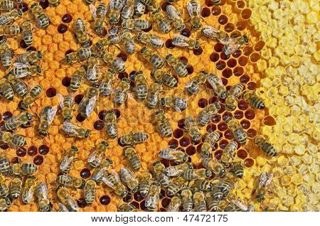 Bienen auf Honigwabe Frame