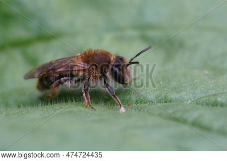 Detailed Natural Closeup On A Fluffy Female Mellow Miner Solitary Bee, Andrena Mitis, Sitting On A G