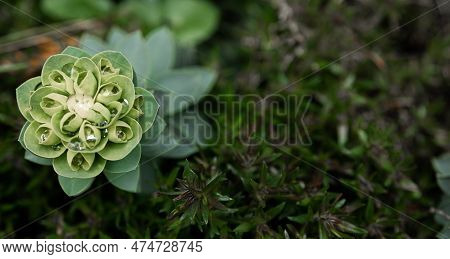 Rosetta Stonecrop, Or Sedum Rosetta. Close-up Photo Of Its Small Green Leaves.