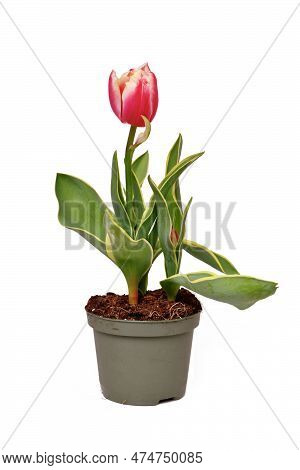 Pink 'tulipa Red Sparks Toplips' Tulip With Pink Color And White Tips In Flower Pot On White Backgro