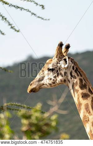 Portrait Of Giraffe Close Up, Side View, In The Masaai Mara Reserve - Kenya, Africa