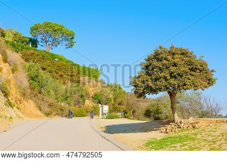 Area Of The Runyon Canyon Trail With A Gate And Beautifully Maintained Trees Against A Clear Blue Sk