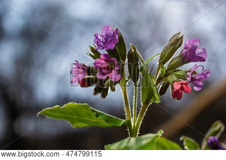 Close-up Of Blooming Flowers Pulmonaria Mollis In Sunny Spring Day, Selective Focus .closeup Detail 