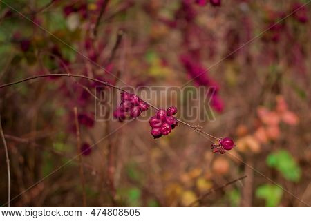 Callicarpa Bodinieri. Purple Berries In Winter, Close Up. Velvet Violet Color Trend