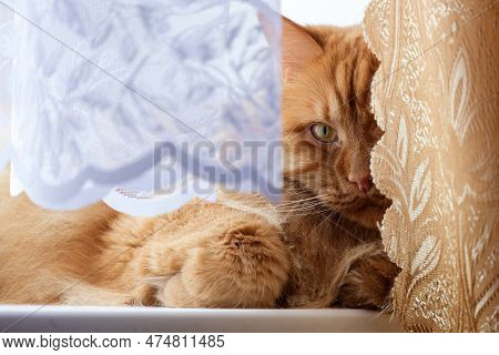 Adult Red Cat Lies On The Window And Peeps From Behind The Curtains